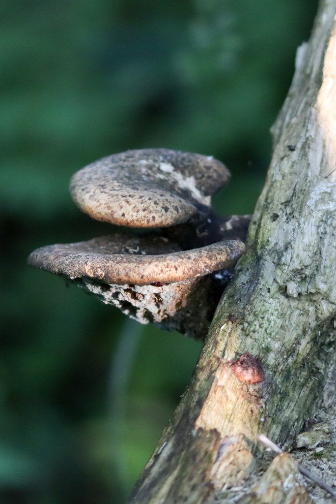Dryad's Saddle · July 2026 · photo: Photo: (c) Andrew Sebastian, some rights reserved (CC BY) · iNaturalist