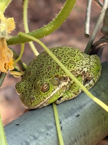 Barking Tree Frog (Dryophytes gratiosus), a species recorded in Delaware