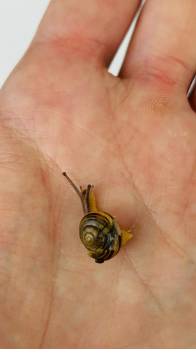 Cepaea