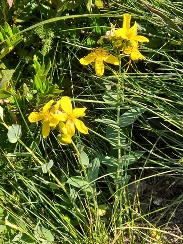 Hypericum richeri, photograph 3