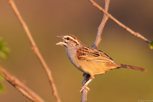 Cinnamon-tailed Sparrow (Peucaea sumichrasti), photo 3