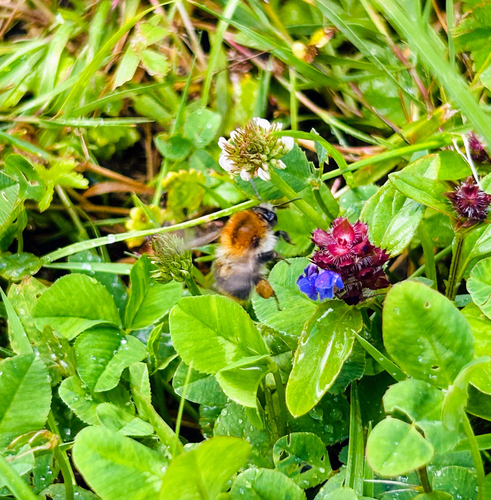 Common Carder Bumble Bee