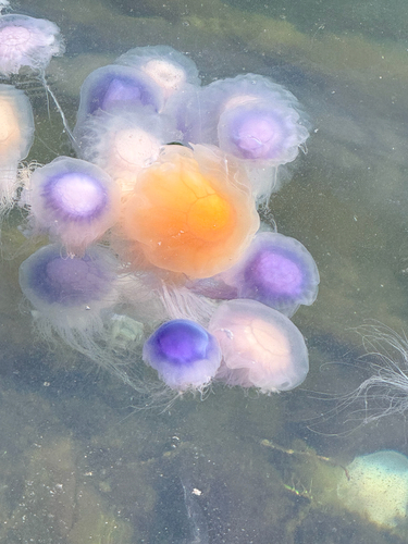 Lion's Mane Jelly