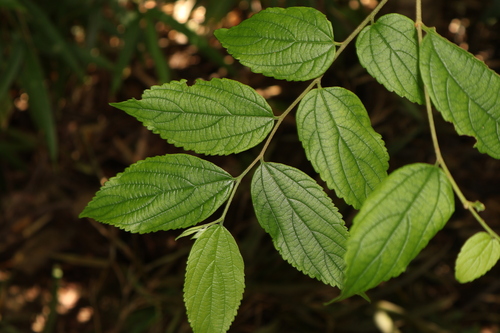 Chinese Hackberry