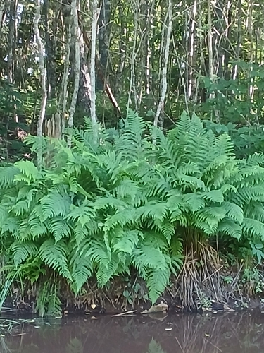 lady fern