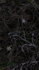 Sisyrinchium albidum