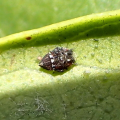 Aleurocanthus spiniferus