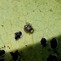 Aleurocanthus spiniferus