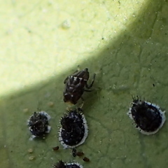 Aleurocanthus spiniferus