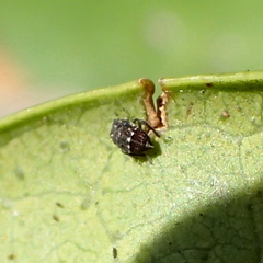 Aleurocanthus spiniferus