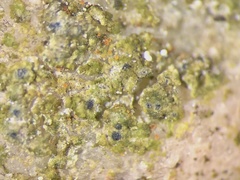 Protothelenella corrosa