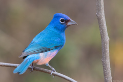 Passerina rositae