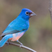 Rose-bellied Bunting - Photo (c) Blair Dudeck, some rights reserved (CC BY), uploaded by Blair Dudeck