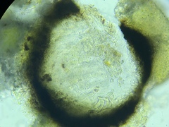 Protothelenella corrosa