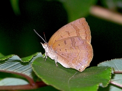Arhopala japonica
