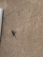 Sceloporus occidentalis