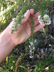 Taxandria juniperina