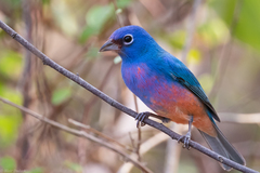 Passerina rositae