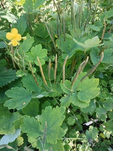Greater celandine