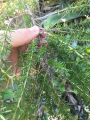 Taxandria juniperina