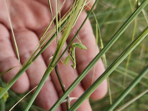 Transcaucasian Giant Mantis