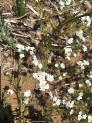 Cryptantha leiocarpa