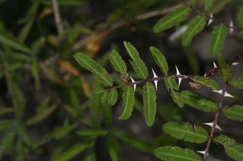 Mimosa pigra, photograph 5