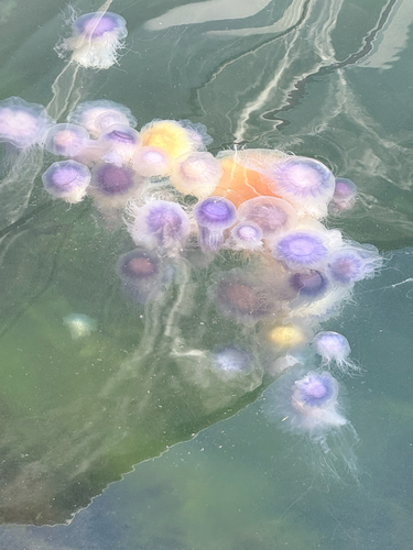 Blue Jelly
