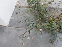 Palafoxia arida