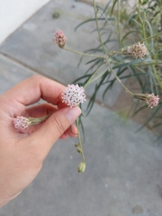 Palafoxia arida