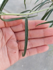 Palafoxia arida