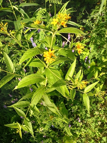 Yellow Loosestrife