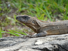 Ctenosaura acanthura