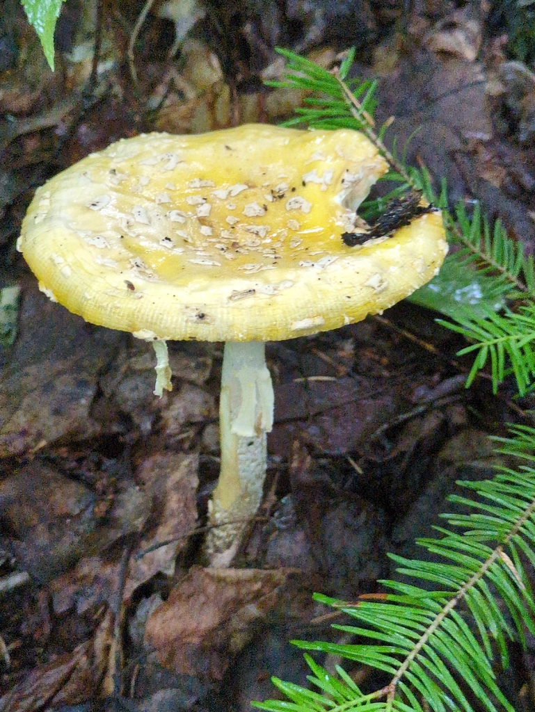 American Yellow Fly Agaric · July 2026 · photo: Photo: (c) Steven Bodzin, some rights reserved (CC BY) · iNaturalist