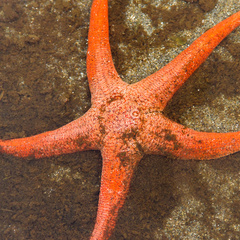 Stichaster striatus