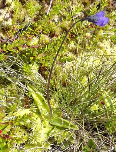 Common Butterwort