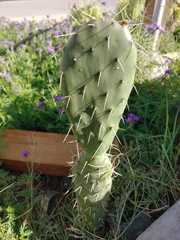 Opuntia leucotricha