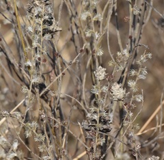 Salix humilis tristis