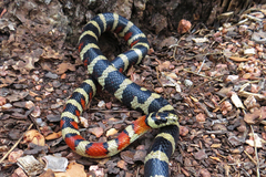 Lampropeltis pyromelana