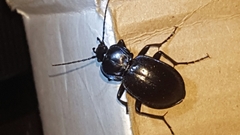 Carabus finitimus