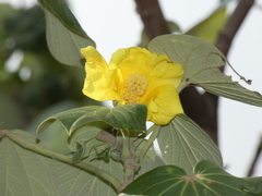 Hibiscus tiliaceus pernambucensis