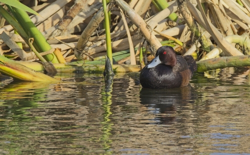 iNaturalist image