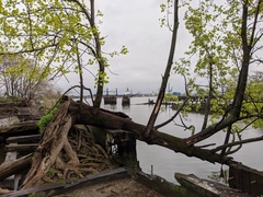 Liriodendron tulipifera