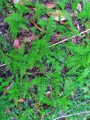 Amauropelta beddomei