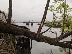 Liriodendron tulipifera