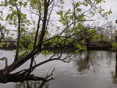 Liriodendron tulipifera