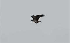 Pandion haliaetus