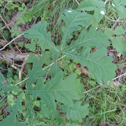 English oak