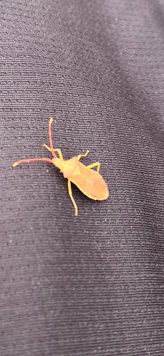 Box Bug