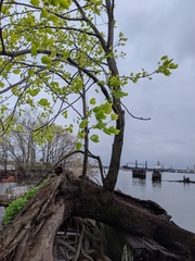 Liriodendron tulipifera
